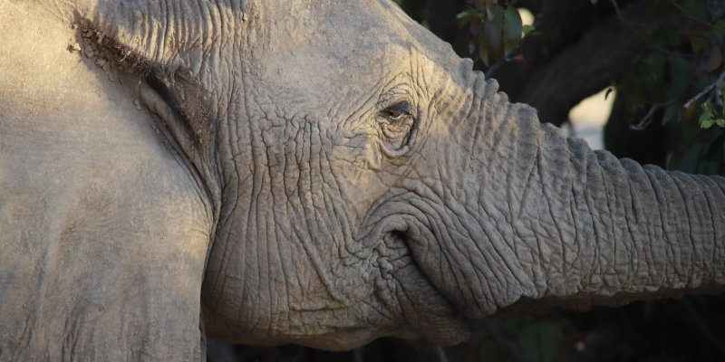 local-travel-namibia-car-rental-elephant-close-up