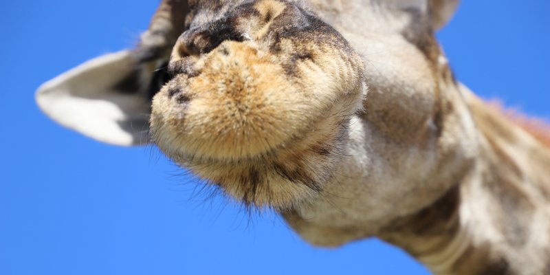 local-travel-namibia-car-rental-snout-of-giraffe