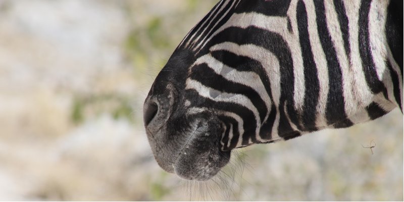 local-travel-namibia-car-rental-snout-of-zebra-close-up